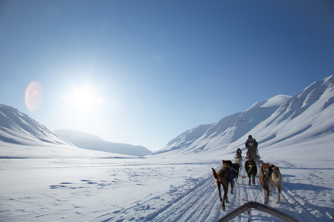 Arctic Dog Sledding